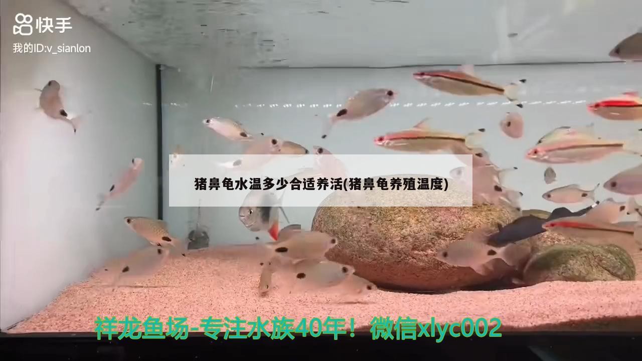 豬鼻龜水溫多少合適養活(豬鼻龜養殖溫度) 豬鼻龜水溫多少合適養活(豬鼻龜養殖溫度) 豬鼻龜百科