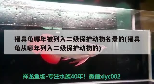 豬鼻龜哪年被列入二級保護動物名錄的(豬鼻龜從哪年列入二級保護動物的)