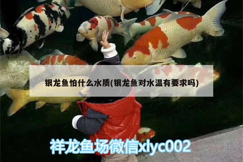 銀龍魚怕什么水質(銀龍魚對水溫有要求嗎)