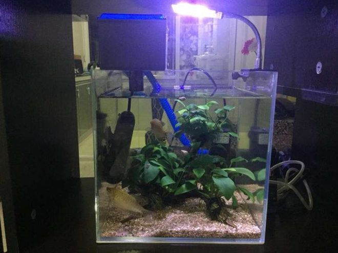 玻璃魚缸打膠后幾天放水：玻璃魚缸打完玻璃膠后多久放水？ 玻璃魚缸打膠后幾天放水：玻璃魚缸打完玻璃膠后多久放水？ 魚缸百科 第2張