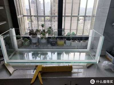 玻璃魚缸打膠后幾天放水：玻璃魚缸打完玻璃膠后多久放水？ 玻璃魚缸打膠后幾天放水：玻璃魚缸打完玻璃膠后多久放水？ 魚缸百科 第3張