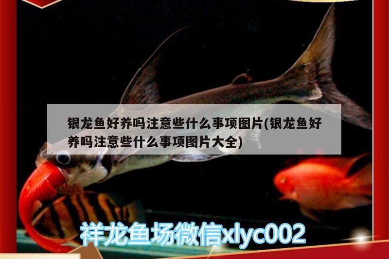 銀龍魚(yú)好養(yǎng)嗎注意些什么事項(xiàng)圖片(銀龍魚(yú)好養(yǎng)嗎注意些什么事項(xiàng)圖片大全)
