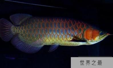 藍底紅龍魚：藍底紅龍魚與金龍魚區別 藍底紅龍魚：藍底紅龍魚與金龍魚區別 紅龍魚百科 第4張