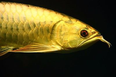 藍底紅龍魚：藍底紅龍魚與金龍魚區別 藍底紅龍魚：藍底紅龍魚與金龍魚區別 紅龍魚百科 第5張