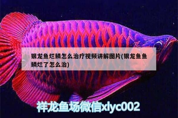 龍魚魚鱗病如何才能根治好vs祥龍魚場：祥龍魚場的龍魚品種介紹
