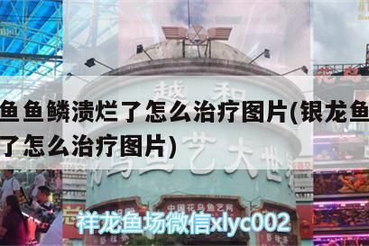 龍魚魚鱗病如何才能根治好vs祥龍魚場：祥龍魚場的龍魚品種介紹