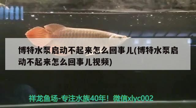 博特水泵啟動不起來怎么回事兒(博特水泵啟動不起來怎么回事兒視頻)