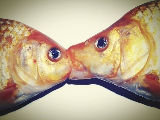 喂養龍魚的方法vs祥龍魚場：喂養龍魚的方法與祥龍魚場之間存在的差異