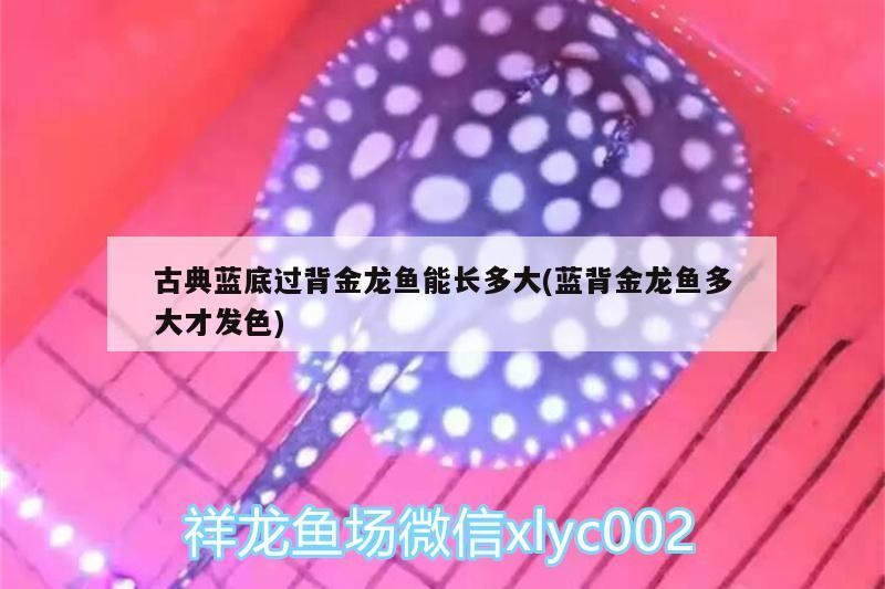 古典藍底過背金龍魚能長多大(藍背金龍魚多大才發色)