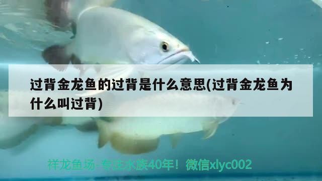 過背金龍魚的過背是什么意思(過背金龍魚為什么叫過背) 過背金龍魚的過背是什么意思(過背金龍魚為什么叫過背) 金龍魚百科