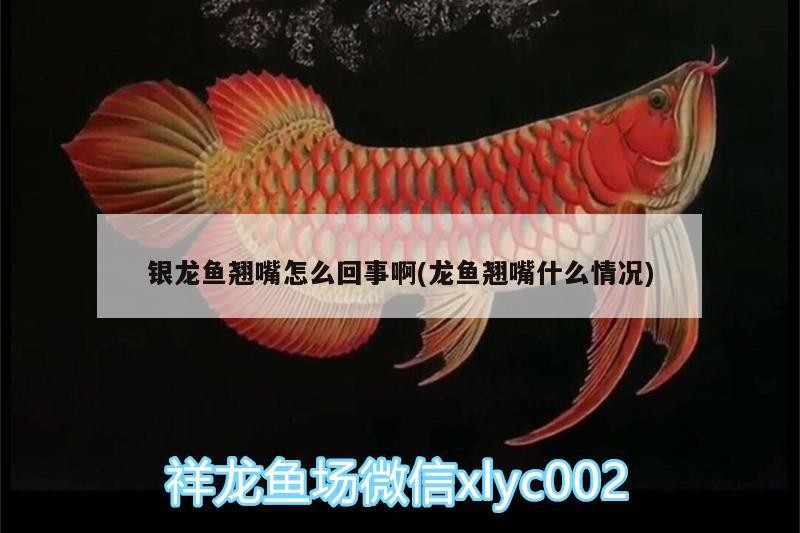 銀龍魚翹嘴怎么回事啊(龍魚翹嘴什么情況) 銀龍魚翹嘴怎么回事啊(龍魚翹嘴什么情況) 銀龍魚百科