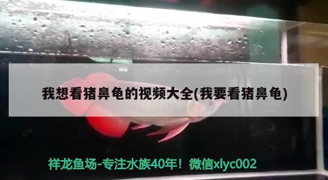 我想看豬鼻龜的視頻大全(我要看豬鼻龜)