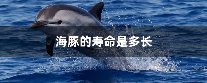 海豚的壽命是多長 海豚的壽命是多長 金龍魚百科