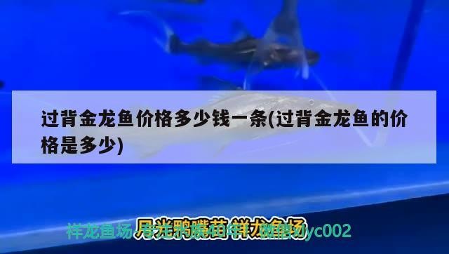 過背金龍魚價格多少錢一條(過背金龍魚的價格是多少)