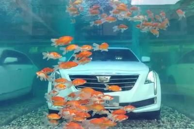 車沉魚缸的故事