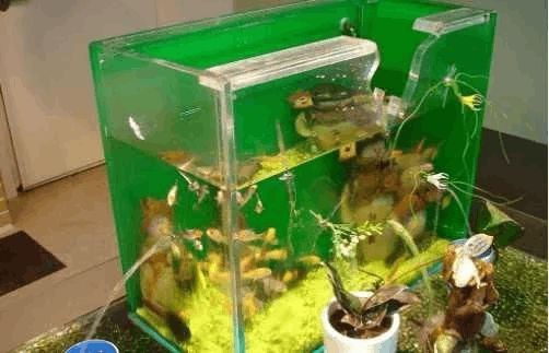 純海水魚缸注意什么事項：如何選擇合適的海水魚