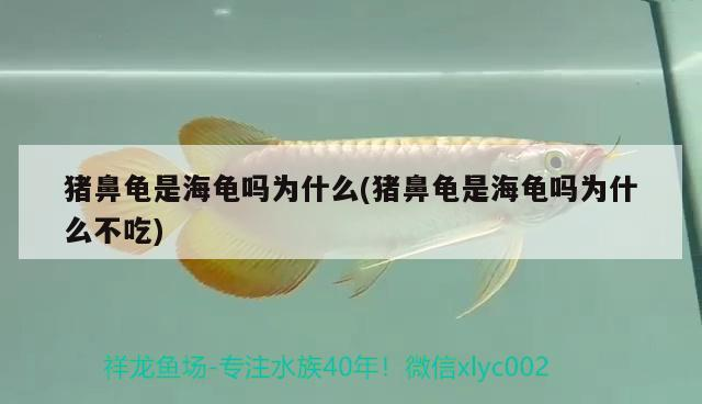豬鼻龜是海龜嗎為什么(豬鼻龜是海龜嗎為什么不吃) 豬鼻龜是海龜嗎為什么(豬鼻龜是海龜嗎為什么不吃) 豬鼻龜百科