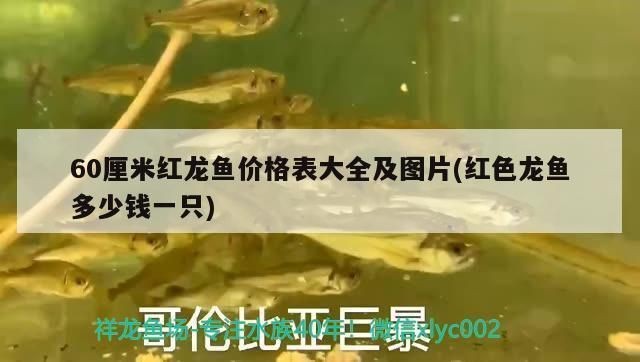 60厘米紅龍魚價格多少一條：60厘米紅龍魚價格波動原因如何辨別紅龍魚品種優劣 60厘米紅龍魚價格多少一條：60厘米紅龍魚價格波動原因如何辨別紅龍魚品種優劣 紅龍魚百科 第3張