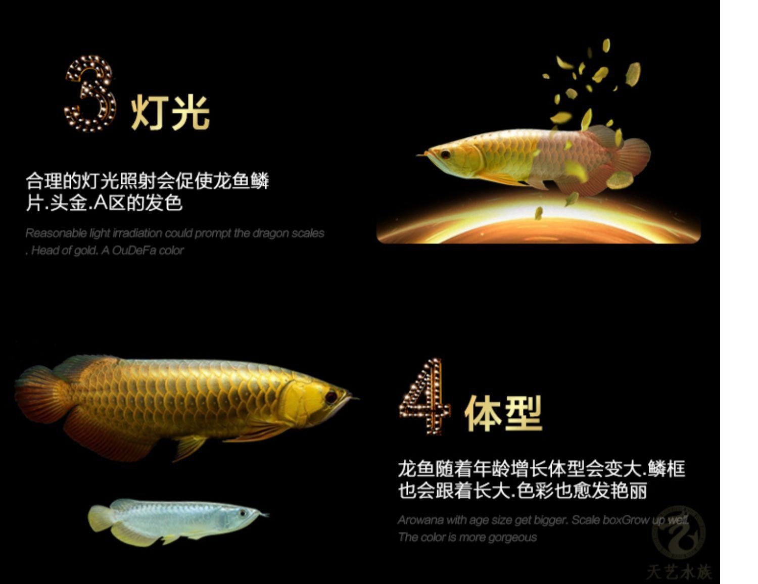 b過背金龍魚發色：b過背金龍魚的發色過程及其影響因素及飼養要點