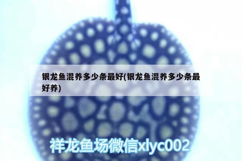 銀龍魚混養多少條最好(銀龍魚混養多少條最好養)