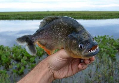 虎魚喜歡什么水位：虎魚喜歡什么樣的水位