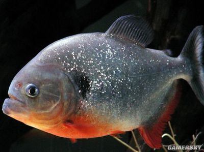 虎魚喜歡什么水位：虎魚喜歡什么樣的水位