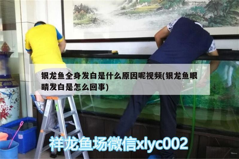 銀龍魚全身發(fā)白是什么原因呢視頻(銀龍魚眼睛發(fā)白是怎么回事) 銀龍魚全身發(fā)白是什么原因呢視頻(銀龍魚眼睛發(fā)白是怎么回事) 銀龍魚百科