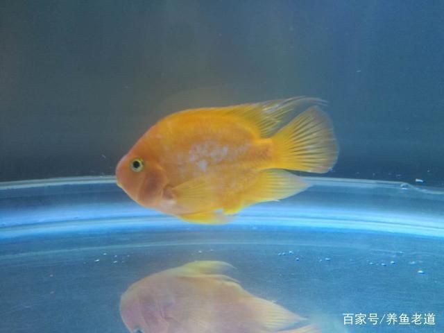 金龍魚和紅龍魚能混養(yǎng)嗎？養(yǎng)幾條好？：金龍魚和紅龍魚不建議混養(yǎng)，單養(yǎng)一條可能是更好的選擇