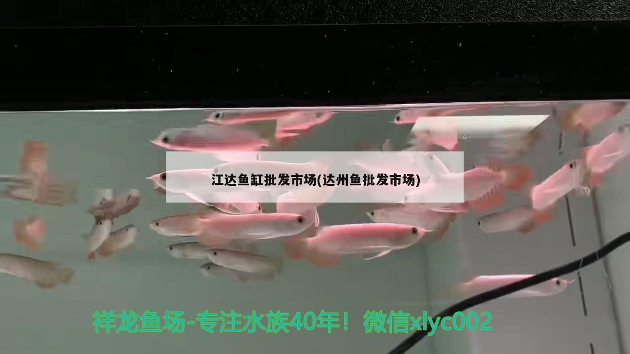 江達魚缸批發市場(達州魚批發市場) 江達魚缸批發市場(達州魚批發市場) 魟魚百科