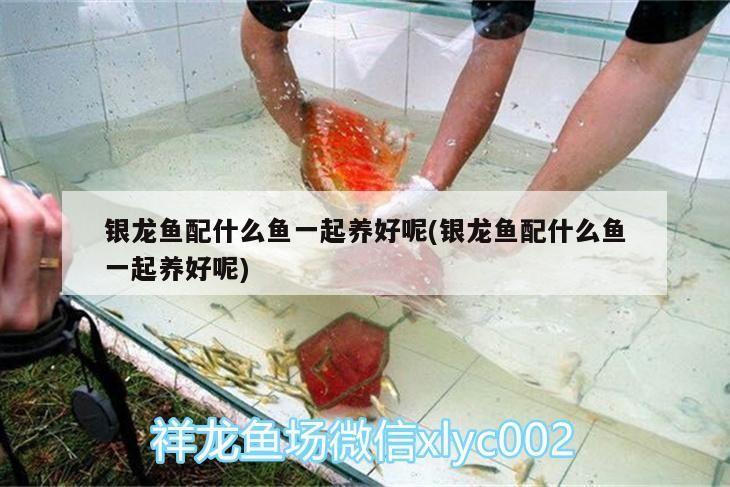 銀龍魚配什么魚一起養(yǎng)好呢(銀龍魚配什么魚一起養(yǎng)好呢)