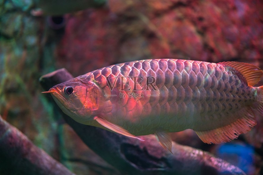 紅龍魚攝影：紅龍魚攝影后期處理紅龍魚攝影后期處理技巧和注意事項