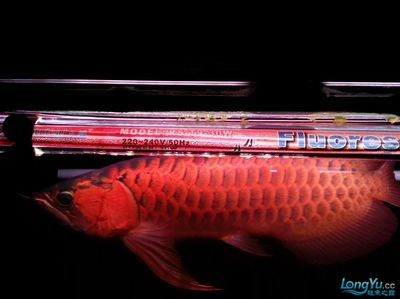 圖騰金龍魚的飼養難度如何，圖騰金龍魚的飼養難度如何？