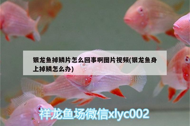銀龍魚掉鱗片怎么回事啊圖片視頻(銀龍魚身上掉鱗怎么辦)