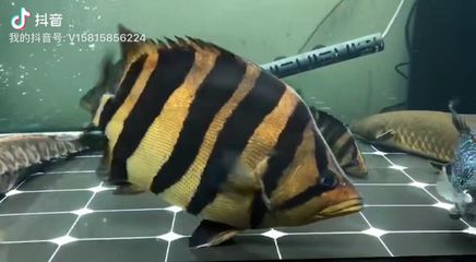 虎魚突然變明然后死掉：虎魚突然變明然后死掉可能是由于多種原因引起的