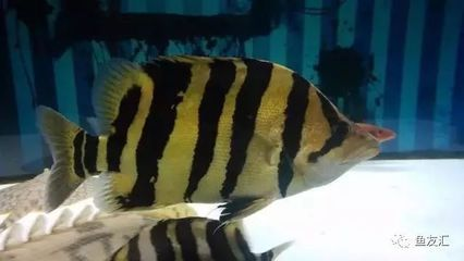 虎魚突然變明然后死掉：虎魚突然變明然后死掉可能是由于多種原因引起的