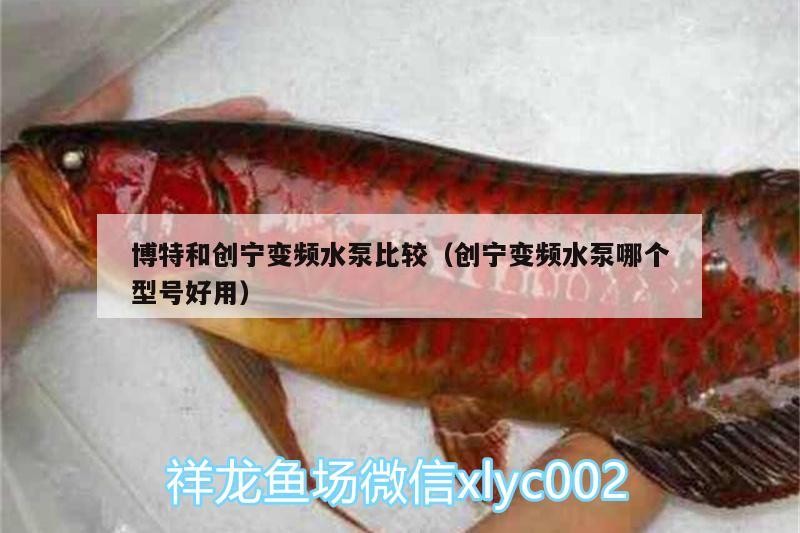 鸚鵡魚和銀龍魚混養(yǎng)怎樣喂食 博特和創(chuàng)寧變頻水泵比較(創(chuàng)寧變頻水泵哪個型號好用) 創(chuàng)寧水族 博特和創(chuàng)寧變頻水泵比較(創(chuàng)寧變頻水泵哪個型號好用) 博特和創(chuàng)寧變頻水泵比較(創(chuàng)寧變頻水泵哪個型號好用) 創(chuàng)寧水族