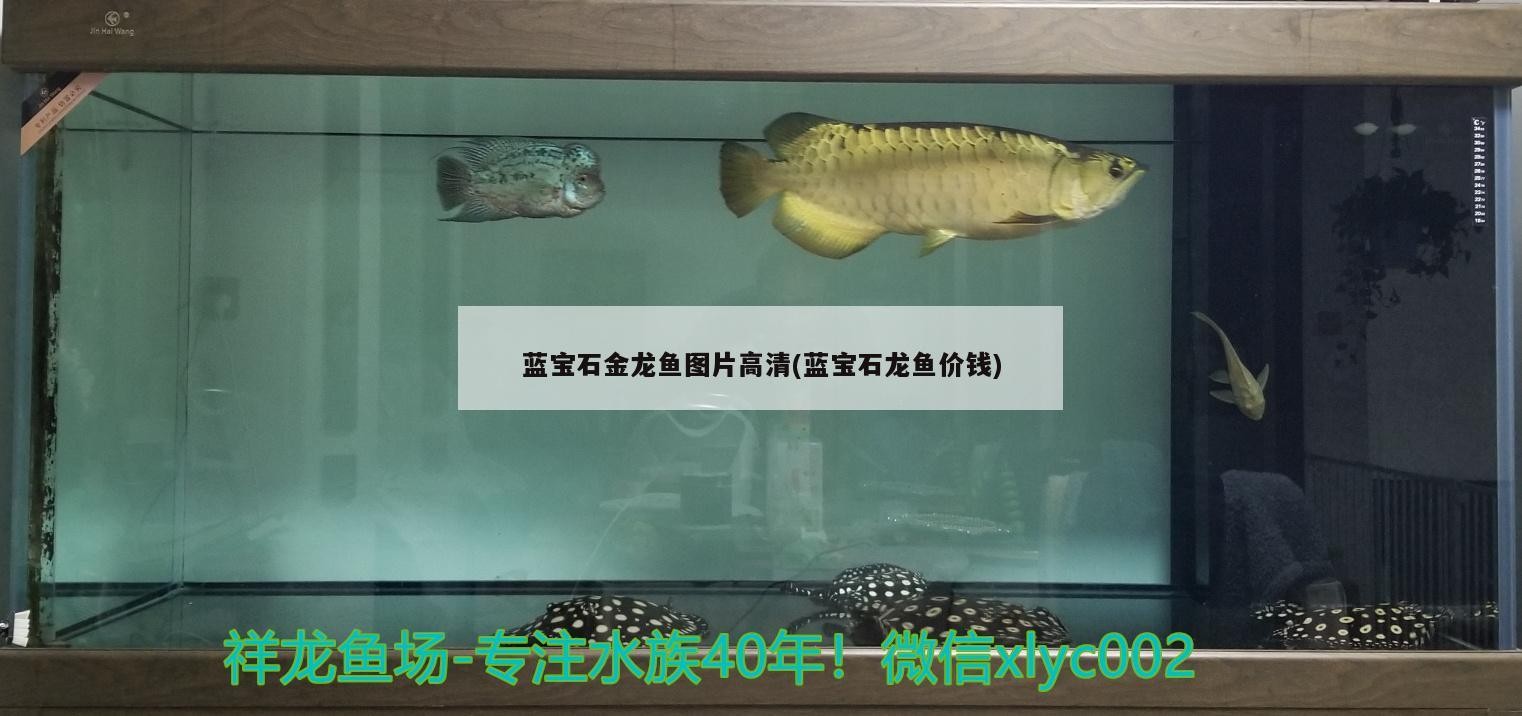 藍(lán)寶石金龍魚圖片高清(藍(lán)寶石龍魚價(jià)錢)