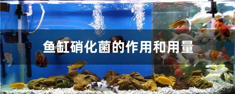龍魚內(nèi)蒙眼能治好嗎（黃帝與炎帝到底是什么關(guān)系）
