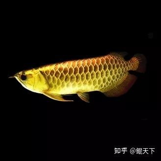 養(yǎng)虎魚寓意好嗎：養(yǎng)虎魚不僅具有觀賞價(jià)值，而且還有寓意吉祥的象征意義