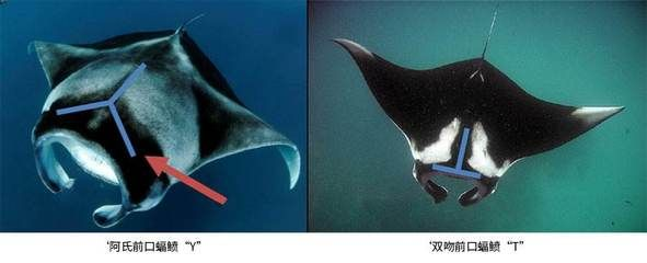 蝠鲼和蝠魟區別：蝠鲼和蝠[需手動填充]有什么區別？ 蝠鲼和蝠魟區別：蝠鲼和蝠[需手動填充]有什么區別？ 魟魚百科 第2張