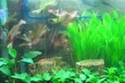 大型魚缸消毒用什么最好：如何選擇魚缸消毒的科學原理