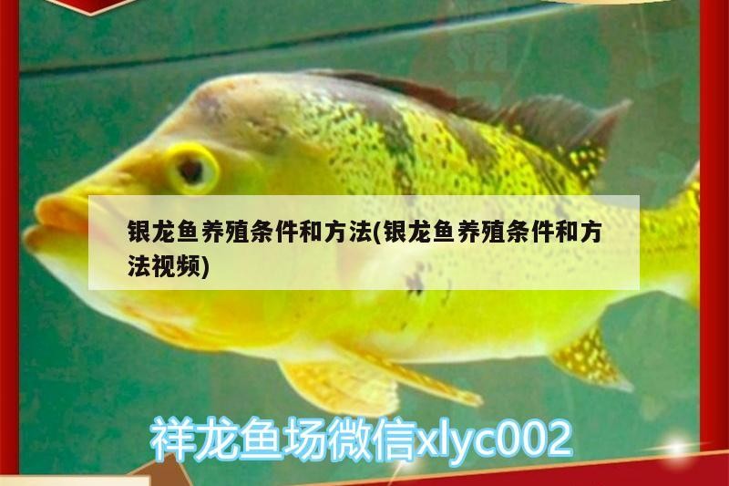 銀龍魚養殖條件和方法(銀龍魚養殖條件和方法視頻)