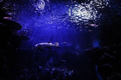 江門水族館vs祥龍魚場（江門水族館和祥龍魚場各有特點）