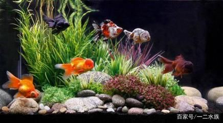 大魚缸養金魚 還可以養什么魚：金魚缸養其他魚的種類