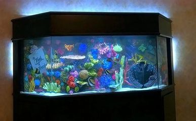 大魚缸養金魚 還可以養什么魚：金魚缸養其他魚的種類