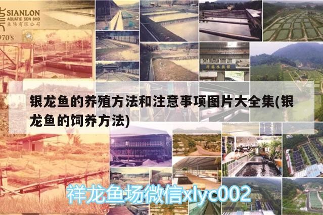 銀龍魚苗 銀龍魚的養(yǎng)殖方法和注意事項圖片大全集(銀龍魚的飼養(yǎng)方法) 銀龍魚百科 銀龍魚的養(yǎng)殖方法和注意事項圖片大全集(銀龍魚的飼養(yǎng)方法) 銀龍魚的養(yǎng)殖方法和注意事項圖片大全集(銀龍魚的飼養(yǎng)方法) 銀龍魚百科