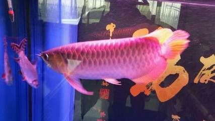 廊坊龍魚vs祥龍魚場（廊坊龍魚與祥龍魚場之間的區別）