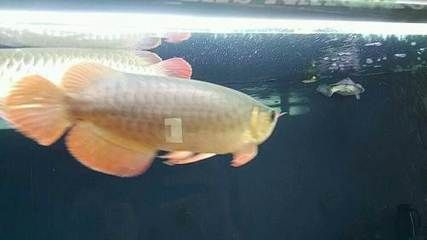 廊坊龍魚vs祥龍魚場（廊坊龍魚與祥龍魚場之間的區別）