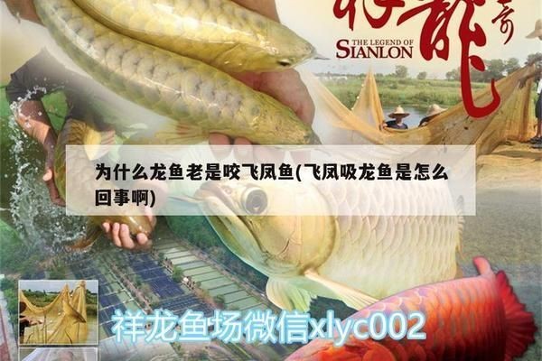 龍魚太兇老咬配魚怎么辦vs祥龍魚場:祥龍魚場龍魚攻擊性減少方法 vs祥龍魚場 第4張 龍魚太兇老咬配魚怎么辦vs祥龍魚場:祥龍魚場龍魚攻擊性減少方法 龍魚太兇老咬配魚怎么辦vs祥龍魚場:祥龍魚場龍魚攻擊性減少方法 vs祥龍魚場 第4張