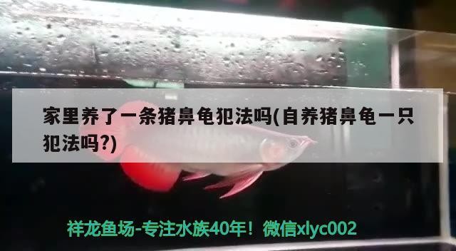 家里養了一條豬鼻龜犯法嗎(自養豬鼻龜一只犯法嗎?)